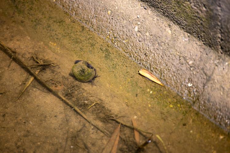 水渠里的一只福寿螺