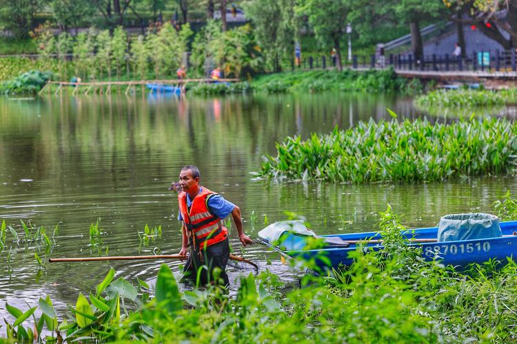 广州工作人员清理福寿螺 净化水域环境守护绿色家园