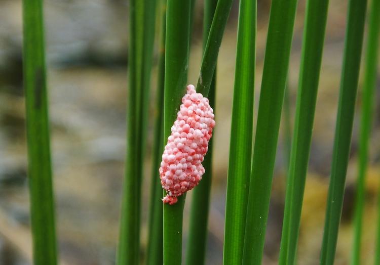 2022年9月17日，湖北宜昌市峡州大道，福寿螺在一个景观池里产下粉红色的福寿螺卵。